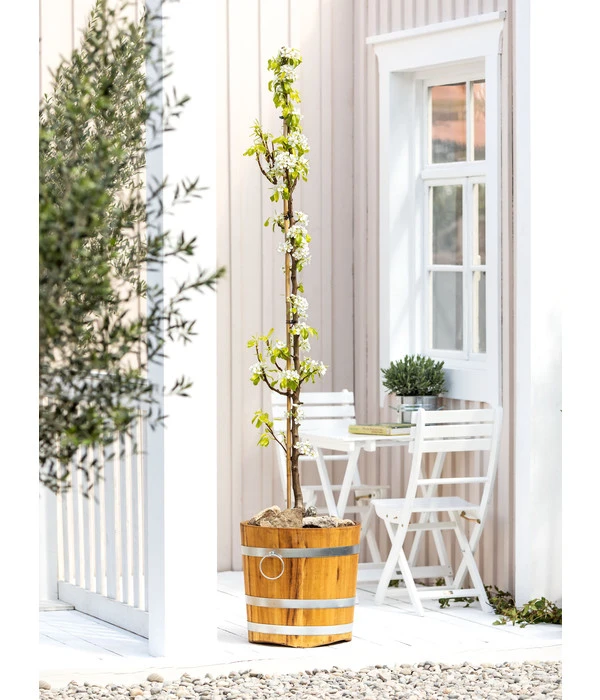 Säulenbirne 'Condo' 4 Säulenbirne 'Condo' – Bild 2