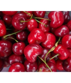 Säulenkirsche 'Sylvia' 5 Säulenkirsche 'Sylvia' -Gartenbedarf Verkäufe 2024 7755051 WE DE 001 SaeulenkirscheSylvia