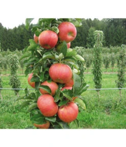 Säulenapfel 'Sonate' 7 Säulenapfel 'Sonate' -Gartenbedarf Verkäufe 2024 7755879 PR DE 001 SaeulenapfelSonate