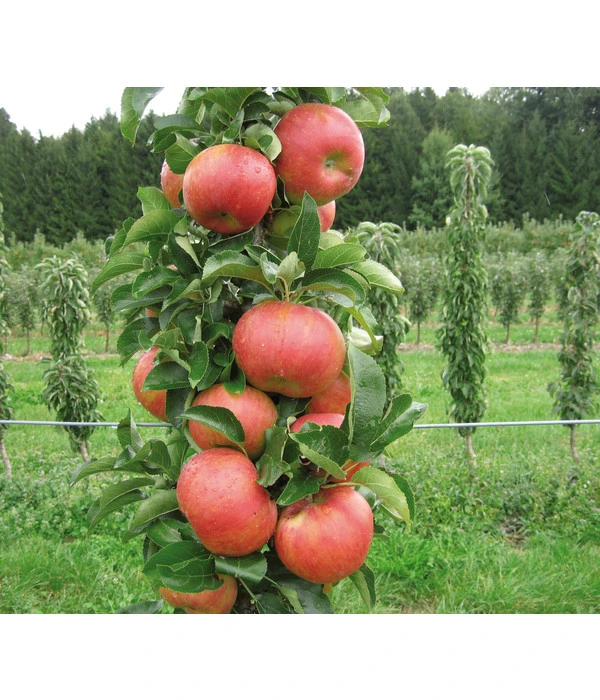 Säulenapfel 'Sonate' 4 Säulenapfel 'Sonate' – Bild 2