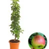 Säulenapfel 'Sonate' 1 Säulenapfel 'Sonate' -Gartenbedarf Verkäufe 2024 7755879 WE FS 001 SaeulenapfelSonate