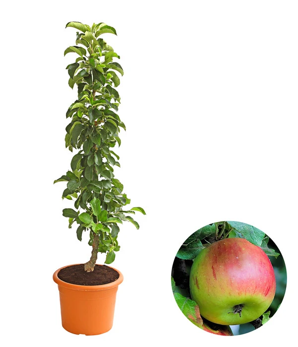 Säulenapfel 'Sonate' 3 Säulenapfel 'Sonate'