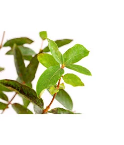 Maibeere -Gartenbedarf Verkäufe 2024 7756448 PR DE 003 SibirischeBlaubeerePolina3LiterDehnerExpressHerzig