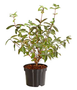 Maibeere -Gartenbedarf Verkäufe 2024 7756448 PR FS 003 SibirischeBlaubeerePolina3LiterDehnerExpressHerzig