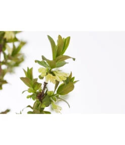 Sibirische Blaubeere 'MyBerry® Sweet' 7 Sibirische Blaubeere 'MyBerry® Sweet' -Gartenbedarf Verkäufe 2024 7756463 PR DE 001 SibirischeBlaubeereMyBerrySweet5LDehnerExpressZS