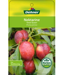 Nektarine 'Snow Queen' 6 Nektarine 'Snow Queen' -Gartenbedarf Verkäufe 2024 7756828 NektarineSnowQueen Etikett 1