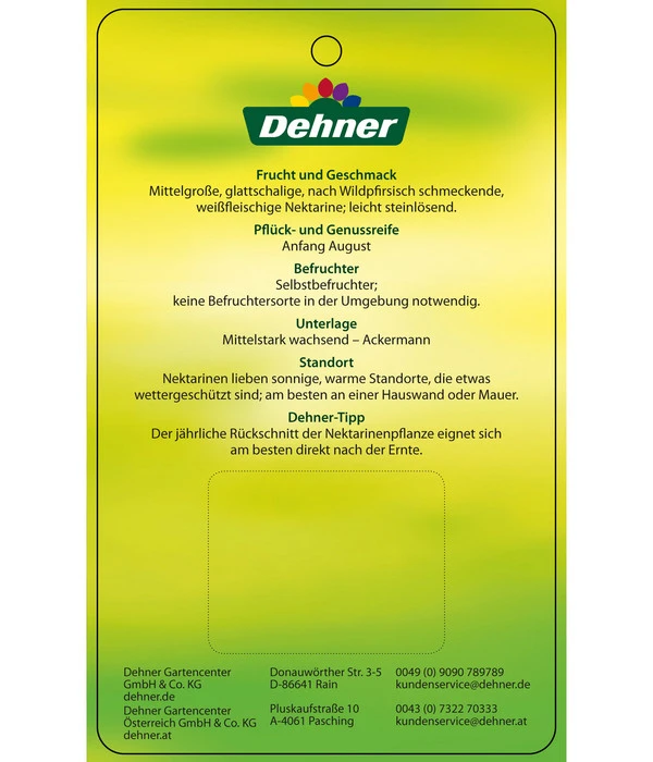 Nektarine 'Snow Queen' 5 Nektarine 'Snow Queen' – Bild 3