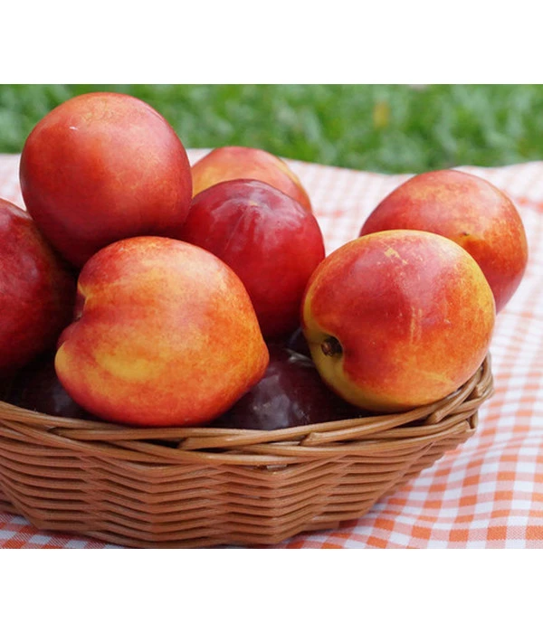 Nektarine 'Snow Queen' 3 Nektarine 'Snow Queen'