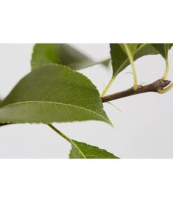 Süßkirsche 'Sunburst' -Gartenbedarf Verkäufe 2024 7760614 PR DE 001 KirscheSunburstPrunusBusch95LiterDehnerExpressZS