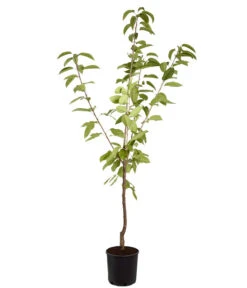 Süßkirsche 'Sunburst' -Gartenbedarf Verkäufe 2024 7760614 PR FS 001 KirscheSunburstPrunusBusch95LiterDehnerExpressZS