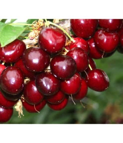 Süßkirsche 'Sunburst' -Gartenbedarf Verkäufe 2024 7760614 PR MO 001 KirscheSunburst