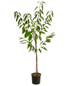Kirschen-Duo 'Sunburst/Burlat' -Gartenbedarf Verkäufe 2024 7760713 WE FS 001 PrunusKirscheDuoSunburstBurlat