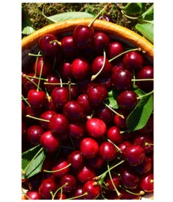 Kirschen-Duo 'Sunburst/Burlat' -Gartenbedarf Verkäufe 2024 7760713 WE MO 001 KirschenDuoSunurstBurlat Pixabay