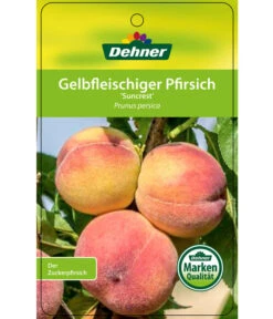 Pfirsich 'Suncrest' 8 Pfirsich 'Suncrest' -Gartenbedarf Verkäufe 2024 7760754 GelbfleischigerPfirsichSuncrest Etikett 1