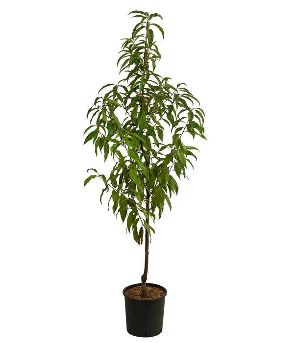 Pfirsich 'Suncrest' 4 Pfirsich 'Suncrest' – Bild 2