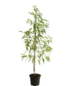 Tellerpfirsich 'Sugar Baby' -Gartenbedarf Verkäufe 2024 7763352 PR FS 001 PrunusTellerpfirsichSugarBabyDehnerExpressHerzig