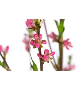 Tellerpfirsich 'Sugar Baby' -Gartenbedarf Verkäufe 2024 7763352 WE DE 001 PrunusTellerpfirsichSugarBaby