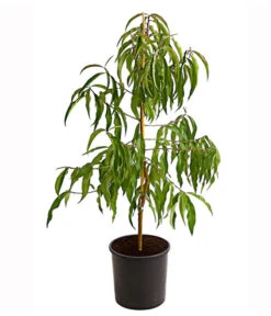 Dehner Tellerpfirsich -Gartenbedarf Verkäufe 2024 7763378 PR FS 001 TellerpfirsichBusch95LiterDehnerExpressHerzig