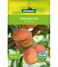 Dehner Tellerpfirsich -Gartenbedarf Verkäufe 2024 7763378 Tellerpfirsich Etikett 1