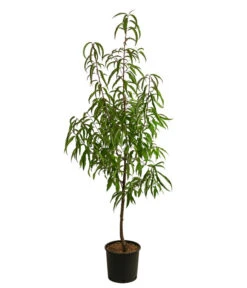 Tellernektarine 5 Tellernektarine -Gartenbedarf Verkäufe 2024 7763386 WE FS 001 PrunusTellernektarineDehnerExpressHerzig