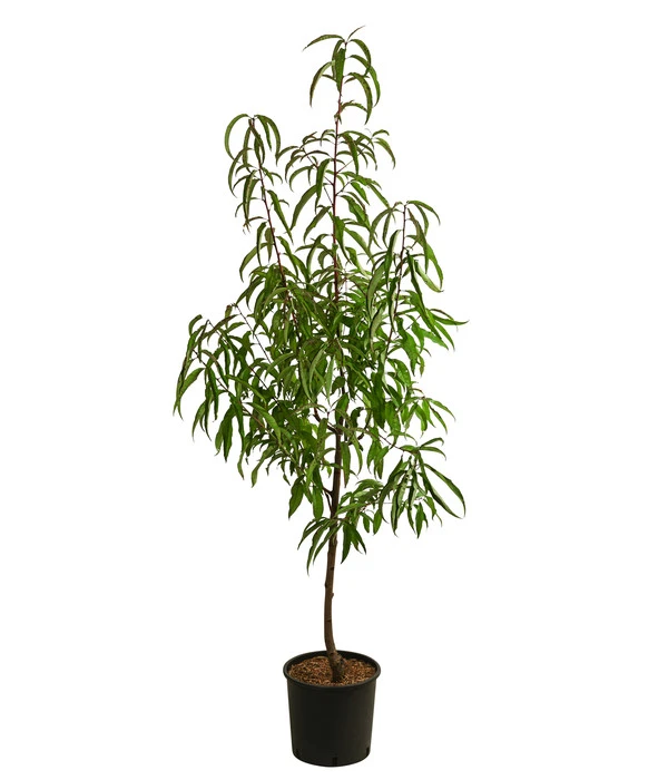 Tellernektarine 4 Tellernektarine – Bild 2