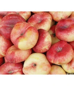 Teller-Nektarine 'Honey®'