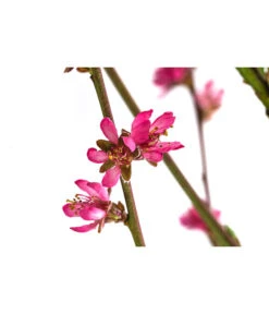 Teller-Nektarine 'Honey®' 9 Teller-Nektarine 'Honey®' -Gartenbedarf Verkäufe 2024 7763394 WE DE 003 PrunusTellernektarineHoney