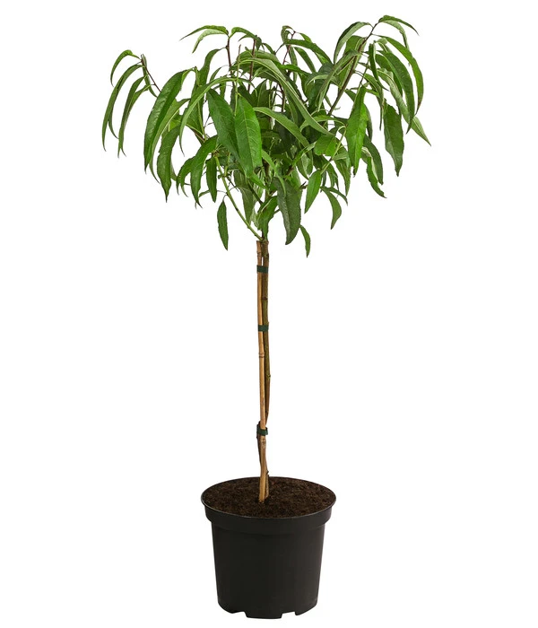 Teller-Nektarine 'Honey®' 4 Teller-Nektarine 'Honey®' – Bild 2