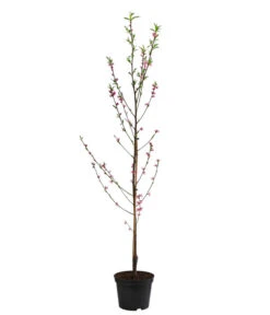 Teller-Nektarine 'Honey®' 8 Teller-Nektarine 'Honey®' -Gartenbedarf Verkäufe 2024 7763394 WE FS 002 PrunusTellernektarineHoney