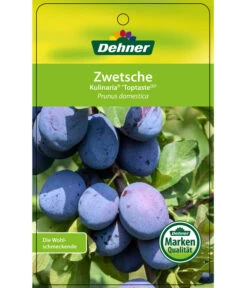 Zwetschge 'Kulinaria-Toptaste' -Gartenbedarf Verkäufe 2024 7763881 ZwetscheKulinariaToptaste Etikett 1