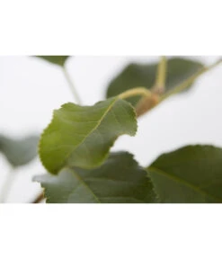 Herbstapfel 'Topaz' -Gartenbedarf Verkäufe 2024 7763931 PR DE 001 ApfelTopazMalusBusch95LiterDehnerExpressZS