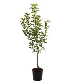 Herbstapfel 'Topaz' -Gartenbedarf Verkäufe 2024 7763931 PR FS 001 ApfelTopazMalusBusch95LiterDehnerExpressZS