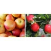 Apfel-Duo 'Topaz/Pinova' 1 Apfel-Duo 'Topaz/Pinova' -Gartenbedarf Verkäufe 2024 7763956 WE MO 002 ApfelDuoTopazPinova Pixabay