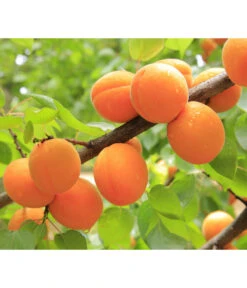 Aprikose 'Ungarische Beste' -Gartenbedarf Verkäufe 2024 7769680 PR DE 001 PrunusAprikoseUngarischeBestePixabay 1