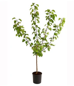 Aprikose 'Ungarische Beste' -Gartenbedarf Verkäufe 2024 7769680 PR FS 001 AprikoseUngarischeBeste95LiterDehnerExpressHerzig