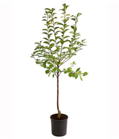 Sauerkirsche 'Ungarische Traubige', Busch -Gartenbedarf Verkäufe 2024 7769813 PR FS 001 SauerkirscheUngarischeTraubigeBusch95LiterDehnerExpressHerzig