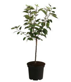 Apfel 'Vampira' -Gartenbedarf Verkäufe 2024 7771470 WE FS 001 MalusVampiraRotfleischigerApfel