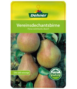 Herbstbirne 'Vereinsdechant' -Gartenbedarf Verkäufe 2024 7772064 BirneVereinsdechant Etikett 1
