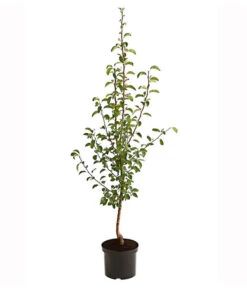 Herbstbirne 'Vereinsdechant' -Gartenbedarf Verkäufe 2024 7772064 PR FS 001 BirneVereinsdechantPyrusBusch95LiterDehnerExpressHerzig