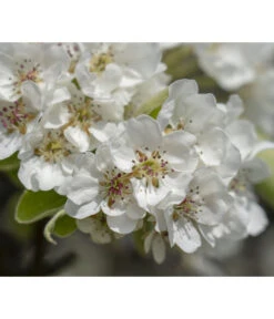 Herbstbirne 'Vereinsdechant' -Gartenbedarf Verkäufe 2024 7772064 PR FS 011 PyrusVereinsdechantBirnePixabay