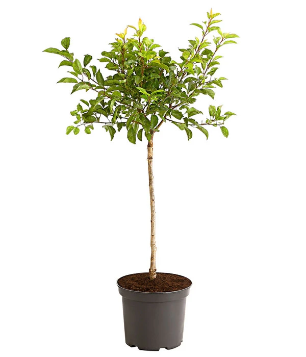 Rotfleischige Aprikose 'Violet' 4 Rotfleischige Aprikose 'Violet' – Bild 2