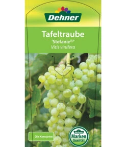 Tafeltraube 'Stefanie' -Gartenbedarf Verkäufe 2024 7773278 TafeltraubeStefanie Etikett 1