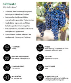Tafeltraube 'Venus' -Gartenbedarf Verkäufe 2024 7773542 WE IG 001 TafeltraubeVitisviniferaVenus