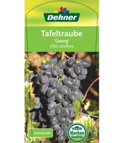 Tafeltraube 'Georg' -Gartenbedarf Verkäufe 2024 7773575 TafeltraubeGeorg Etikett 1