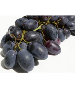 Tafeltraube 'Georg' -Gartenbedarf Verkäufe 2024 7773575 WE DE 001 VitisWeinGeorgPixabay