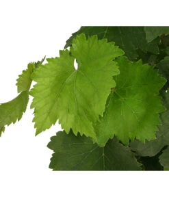 Tafeltraube, Kernlos, Verschiedene Sorten -Gartenbedarf Verkäufe 2024 7773583 WE DE 001 VitisTafeltraubeDehner