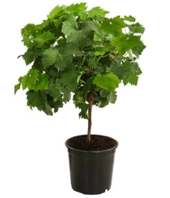 Tafeltraube, Kernlos, Verschiedene Sorten -Gartenbedarf Verkäufe 2024 7773583 WE FS 001 VitisTafeltraube