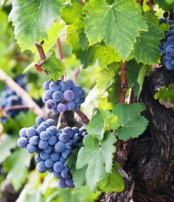 XXL Weinrebenstamm, Ca. 200-220 Cm, Verschiedene Sorten -Gartenbedarf Verkäufe 2024 7773617 WE MO 002 WeinrebenStammXXL