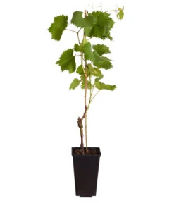 Tafeltraube 'Stefanie' -Gartenbedarf Verkäufe 2024 7773708 WE FS 001 VitisViniferaWeinErdbeertraube3LiterDehnerExpressZS