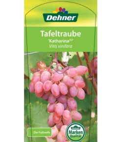 Tafeltraube 'Katharina' -Gartenbedarf Verkäufe 2024 7773716 TafeltraubeKatharina Etikett 1